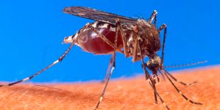 Mosquito 