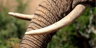 Elephant.