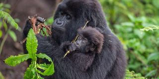 Baby gorilla 