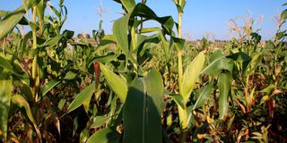 Maize