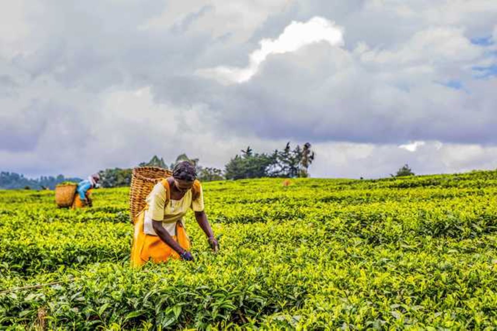 Kenya Increases Tea Exports to South Africa