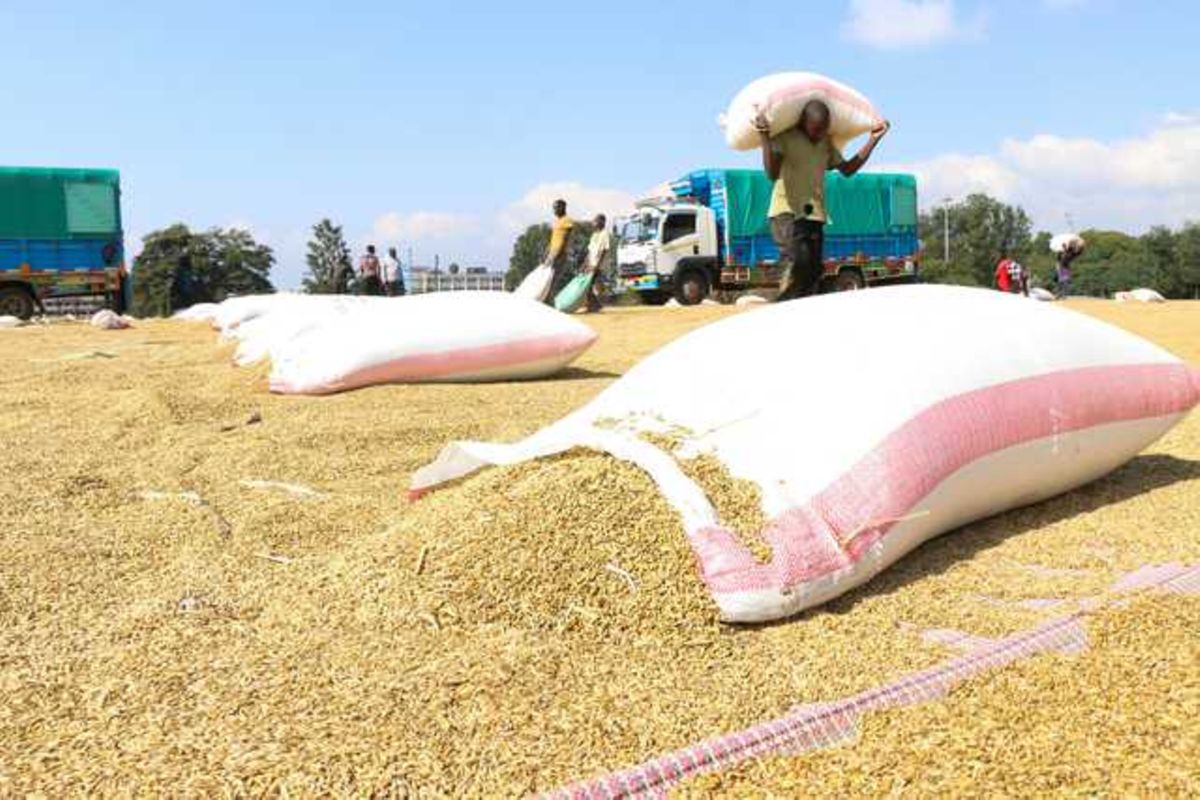Why Kenyan farmers are steadily trading wheat for barley